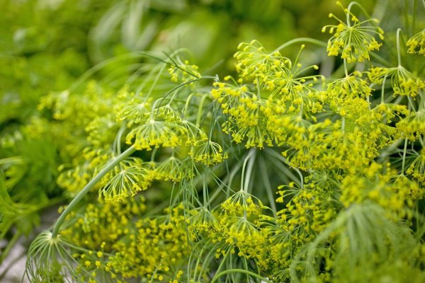 Gekocht wird mit Bio- & Schonkost - auch aus dem eigenen Kräutergarten